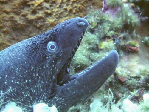 Image #1 from BARRIÈRE m.