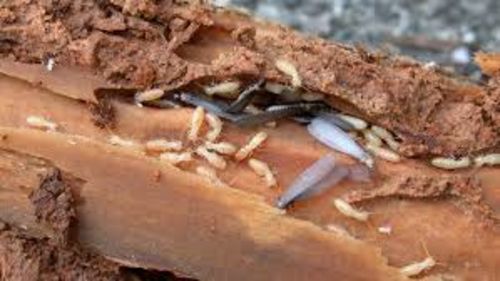 Image #1 from Friedrich W.