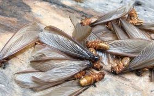 Image #1 from Milan H.