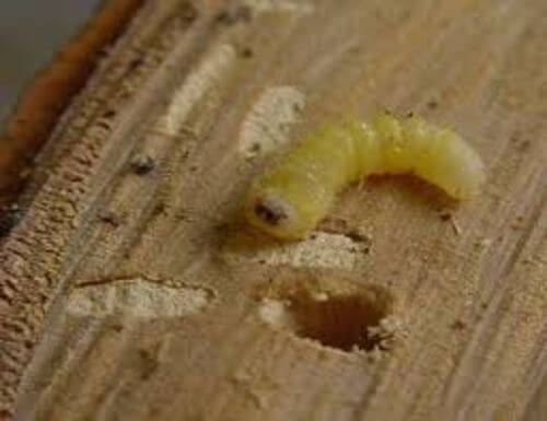 Image #1 from Malaguita V.